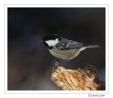 Coal Tit