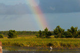 Rainbow Viera Bird net.7551.jpg