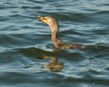 Cormorant.net.2174.jpg