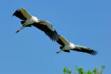 Wood Storks 3785.jpg