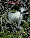 Snowey Egret t3811.jpg