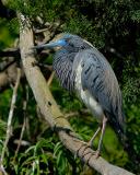 Tricolor Heron 3772.jpg