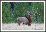 PC-_J3W1138CC framed.jpg