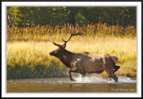 PC-_J3W1948 YNP Sept 17-19 2009CC framed.jpg