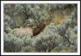 PC-_J3W2065 YNP Sept 17-19 2009CC framed.jpg