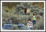 PC-_J3W2119 YNP Sept 17-19 2009CC framed.jpg