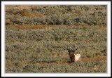 PC-_J3W2338 YNP Sept 17-19 2009CC framed.jpg