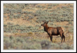 PC-_J3W2467 YNP Sept 17-19 2009CC framed.jpg
