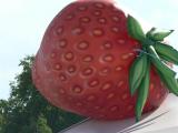 Strawberry Fair 2006