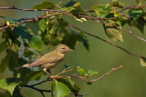 Phylloscopus trochilus / Lvsngare