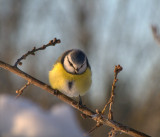 Blmes/Parus caeruleus