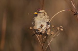 Grsiska/Carduelis flammea