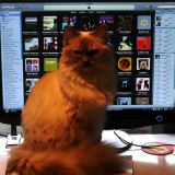 iTunes Cat Loesje web.jpg