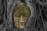 Buddha in tree illu.jpg