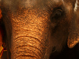 Elephant 2.jpg