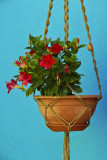 Flower pot.jpg