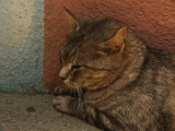 Sleeping cat.jpg