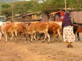 Herding cows