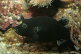 Blackspotted Puffer