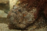 Warty Stonefish