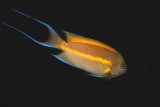Ornate Angelfish (male)