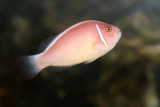 Pink Skunk Anemonefish