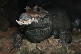 African Dwarf Crocodile