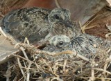 twin baby Mourning Doves in the nest
