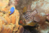 Pajama Cardinalfish