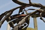 LE PORTAIL GRILLAGE DE LORANGERIE : DETAILS