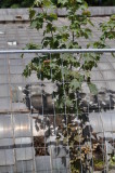 SERRES DESAFFECTEES PRES DU JARDIN DHIVER