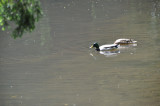 UN COUPLE DE CANARDS COLS-VERTS