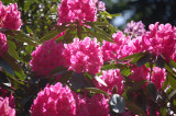 Rhododendron catawbiense