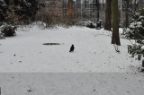 ETTERBEEK - BRUXELLES /LE  PARC LEOPOLD
