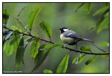 Mésange charbonnière 