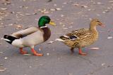 In line dancing with Daisy and Donald