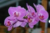 DSC00084 phal .jpg