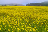 SDIM2283 misty mustard field.jpg