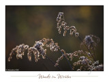 21Nov2008 Weeds in Winter 23762