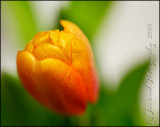 2009Apr13 Tulip 3154