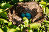 2009May08 Robins Nest 3435