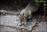 2009Jun10 Squirrel 3883.jpg