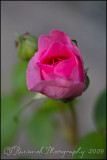 2009Jun17 Rose 3945.jpg