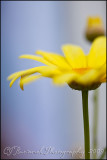 2009Jun19 Daisy 3946.jpg