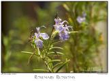28Dec05 Rosemary Blossoms - 9492