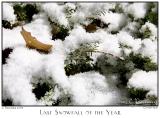 31Dec05 Last Snowfall of the Year - 9505