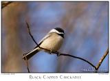 10Jan06 Black-Capped Chickadee - 9712