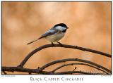 20Jan06alt BlackCapped Chicadee - 9846