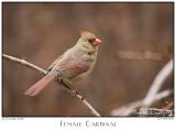 30Jan06 Female Cardinal - 9948