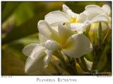28Jun05 Plumeria Blossoms - 2670
